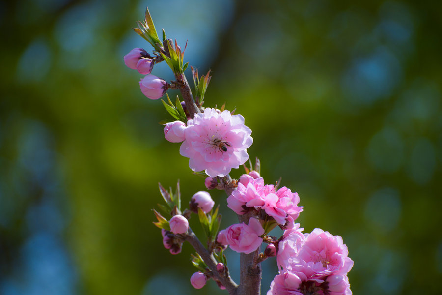 櫻花蜜語(yǔ)