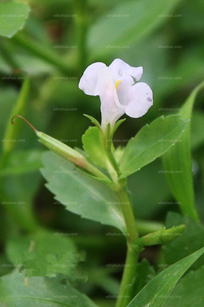 泥花草圖片