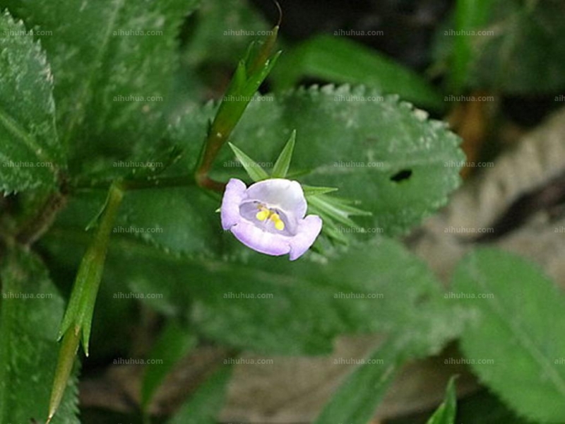 泥花草圖片