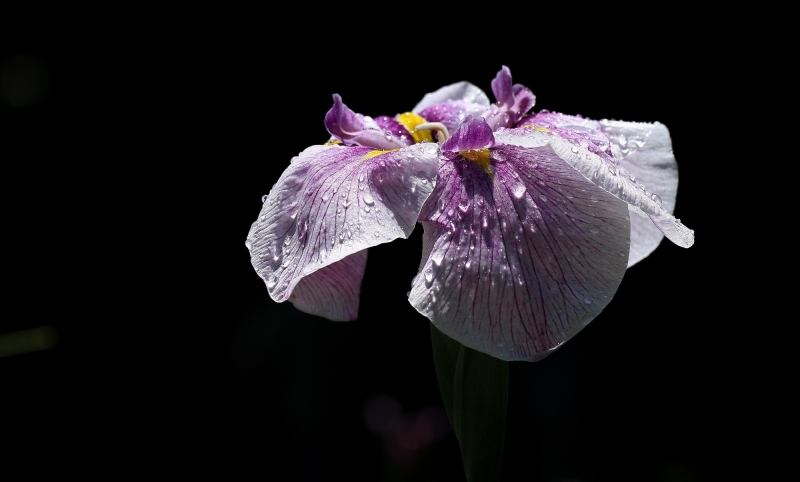 菖蒲圖片