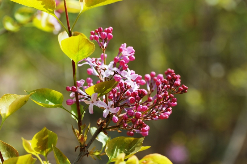 粉色丁香花图片