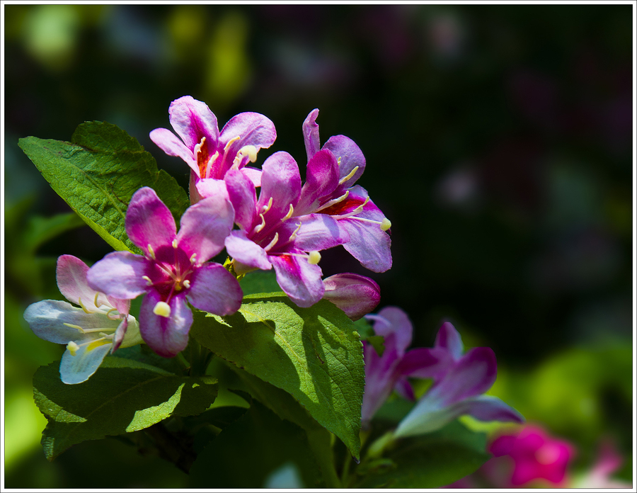 锦带花开