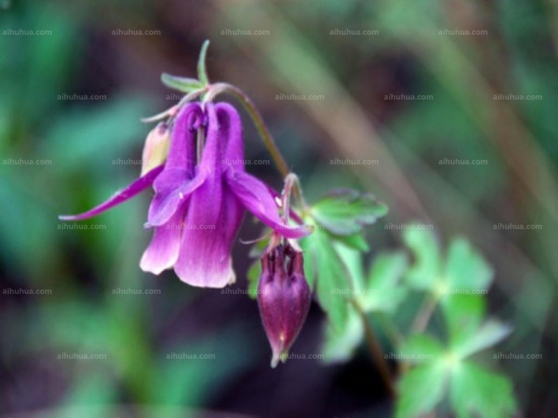 華北耬斗菜圖片