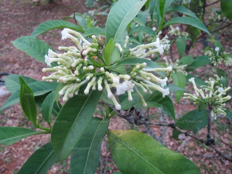 萝芙木图片