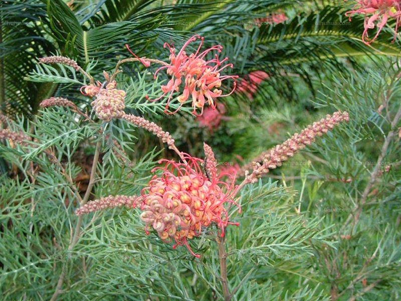 紅花銀樺圖片