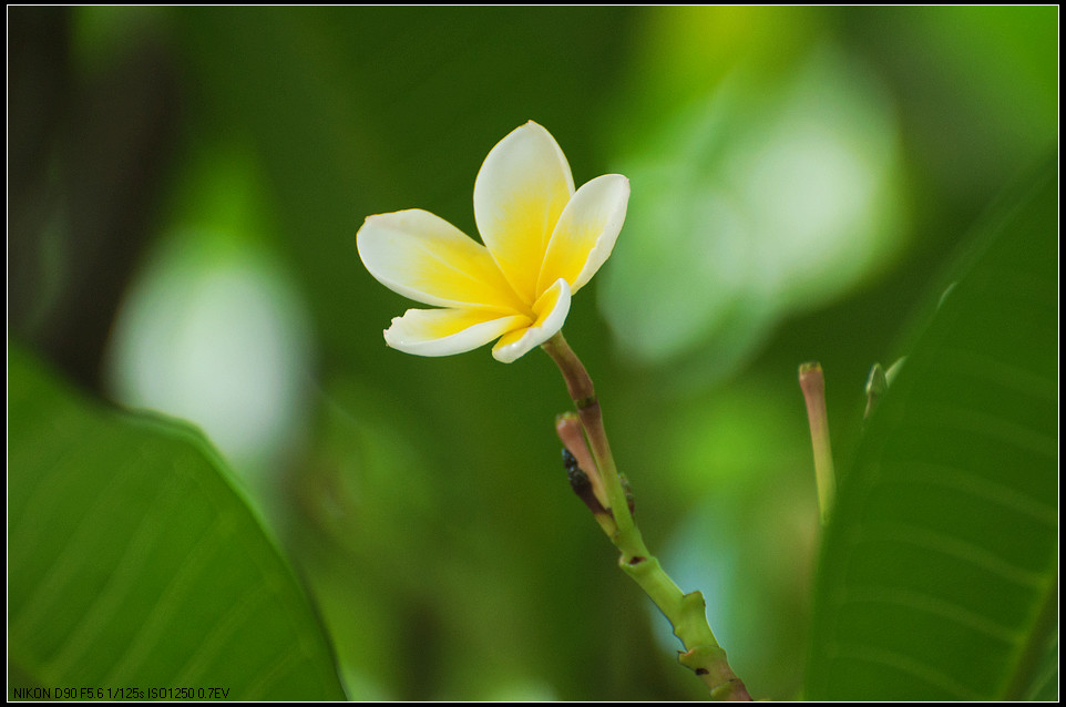 雞蛋花小品一組