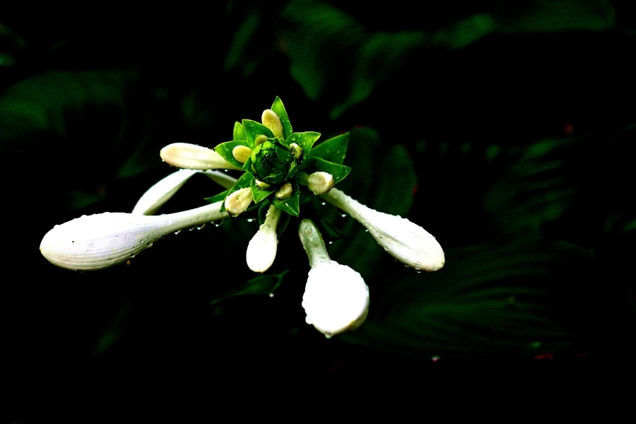 純白玉簪花圖片