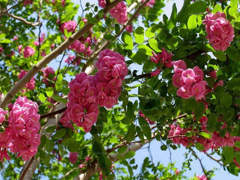 香花槐圖片