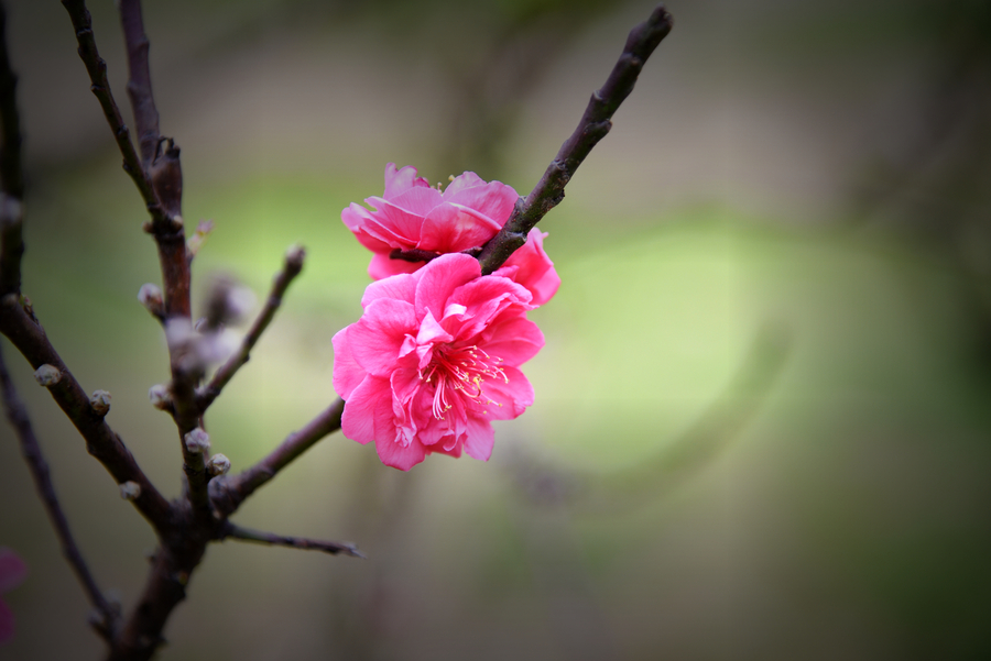 桃花盛开时