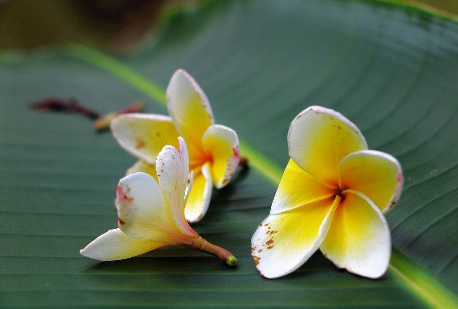 雞蛋花特寫圖片