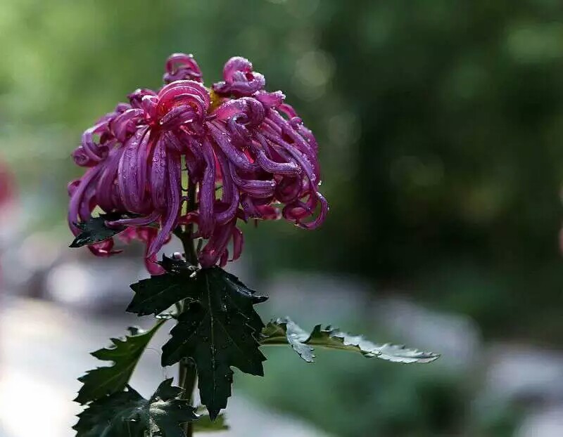 趵突泉菊花展