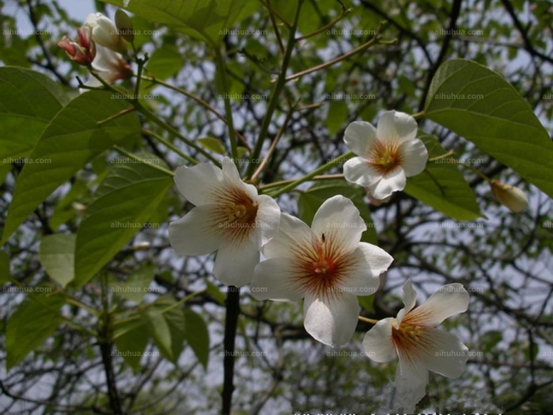 油桐花图片