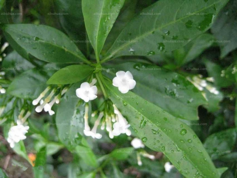 萝芙木图片