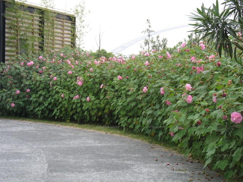 木芙蓉图片