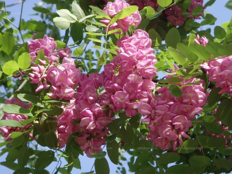 香花槐圖片