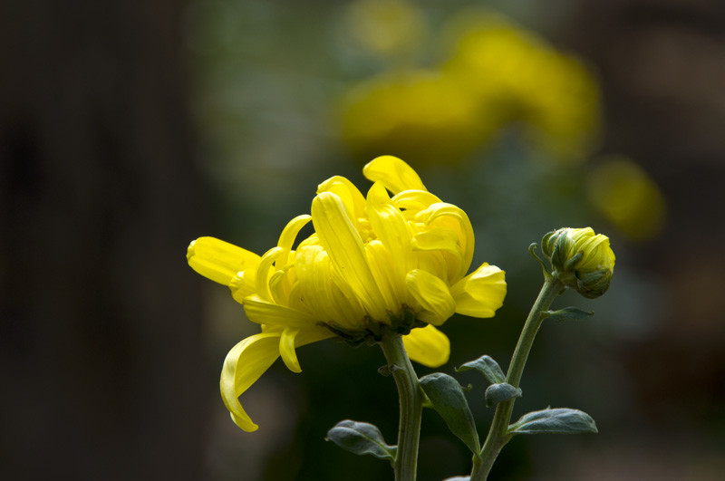 森林公园的菊花