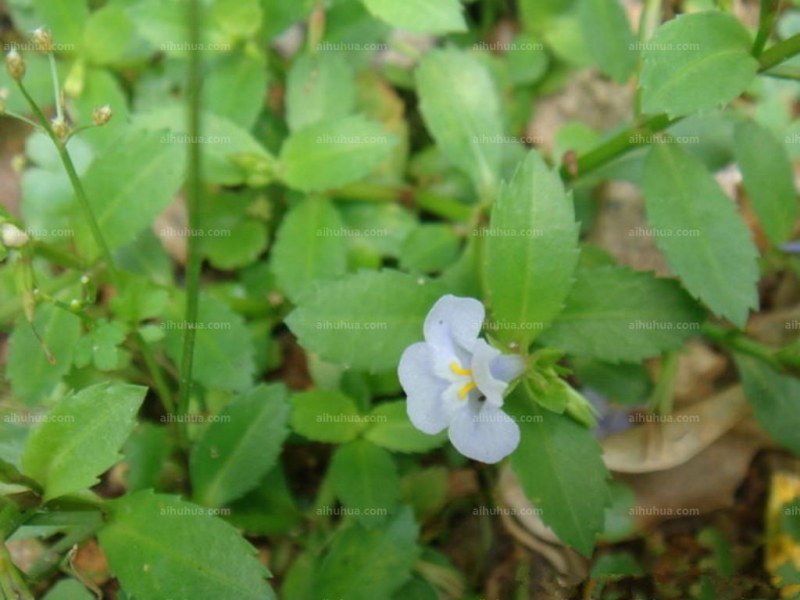 泥花草圖片