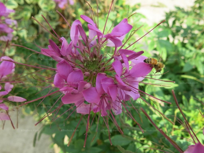 醉蝶花的图片