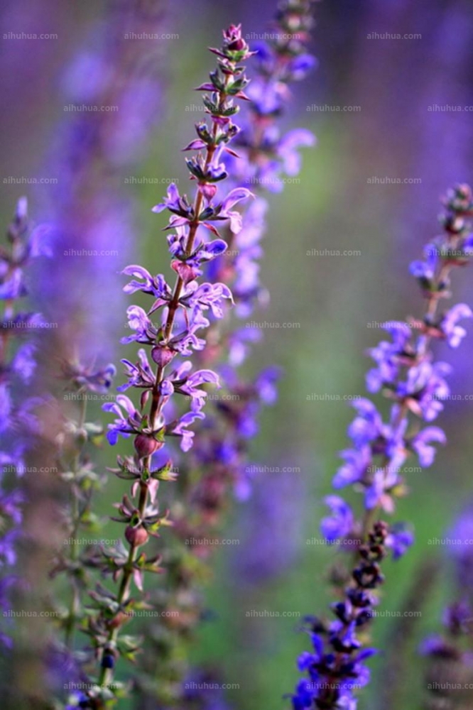 蓝花鼠尾草图片