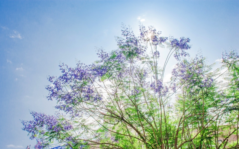 紫色浪漫的藍(lán)花楹圖片