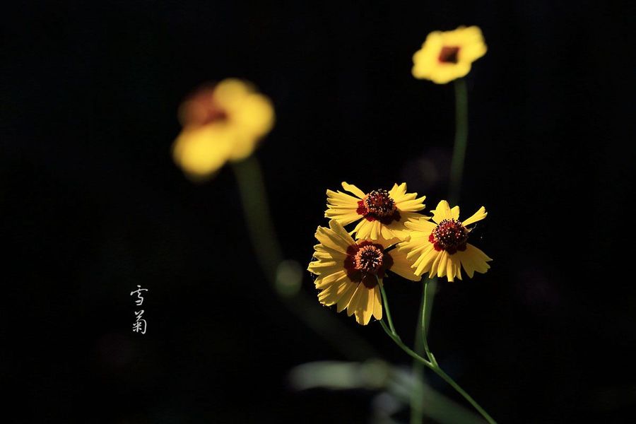 不同品种的野菊花图片