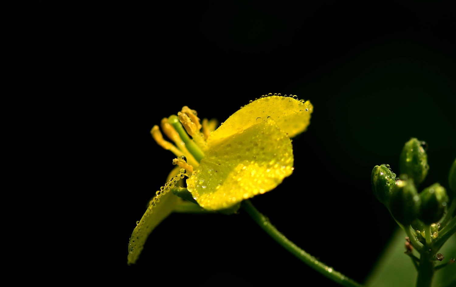 油菜花正黄