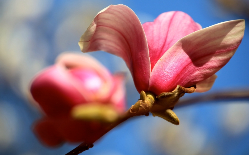 玉蘭花照片