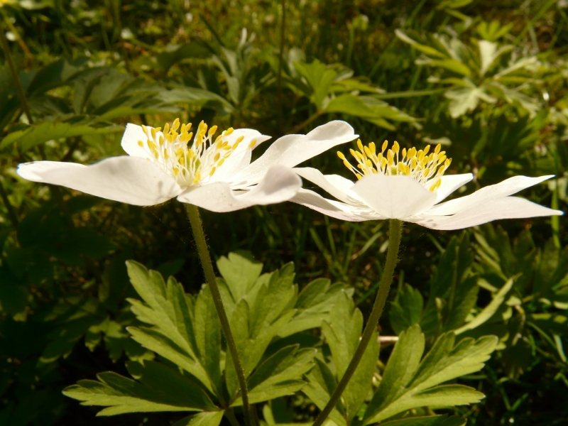 銀蓮花圖片