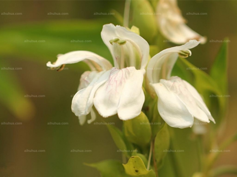 鴨嘴花圖片