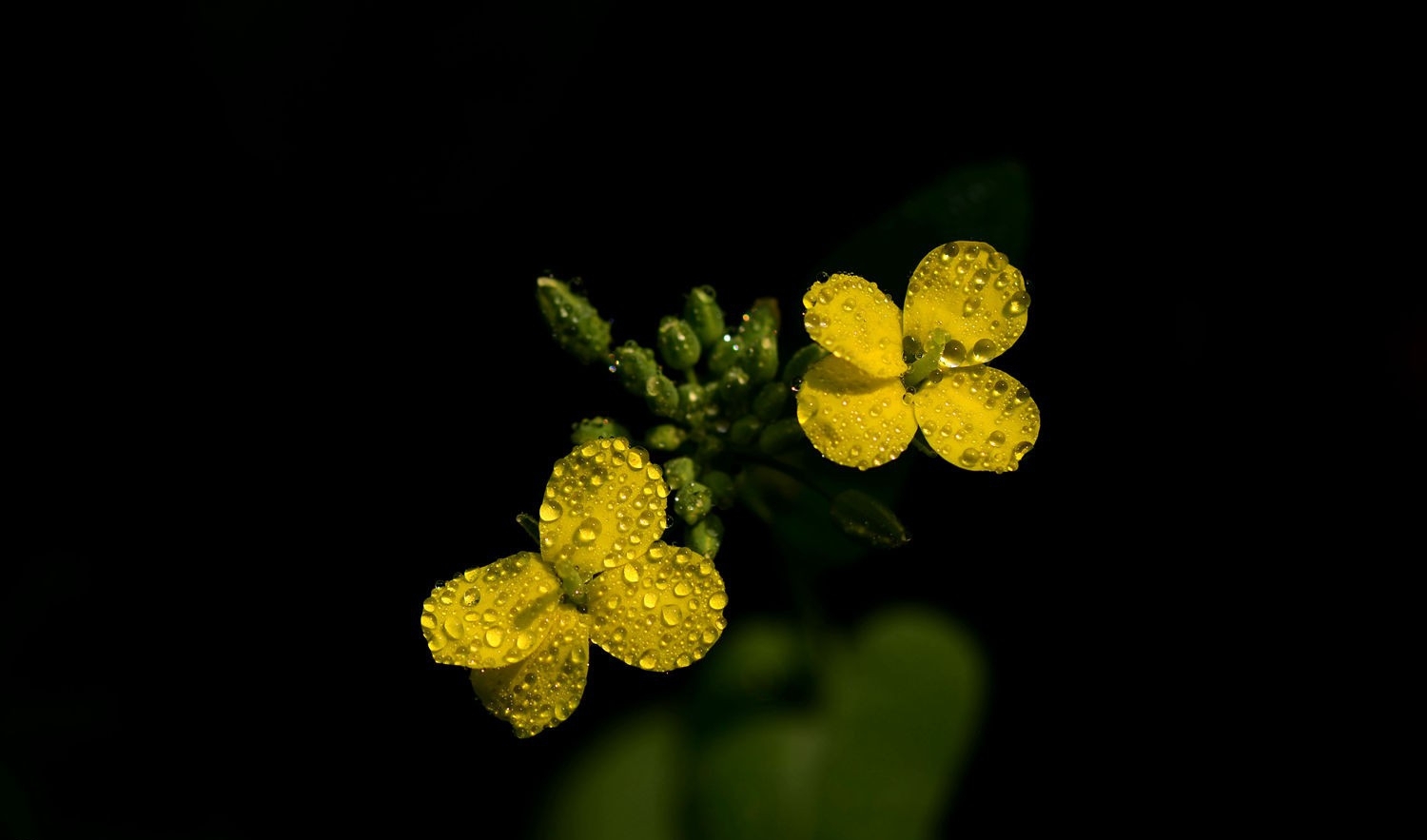 油菜花正黄