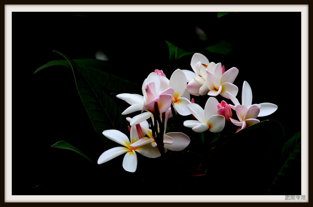 美麗花開(kāi)的雞蛋花