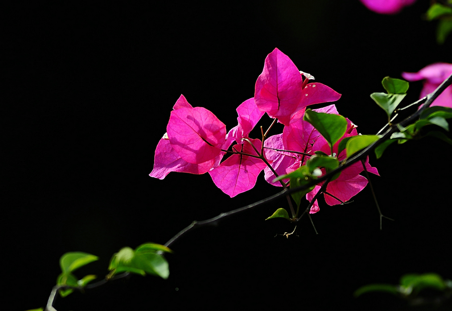 三角梅開花高清圖