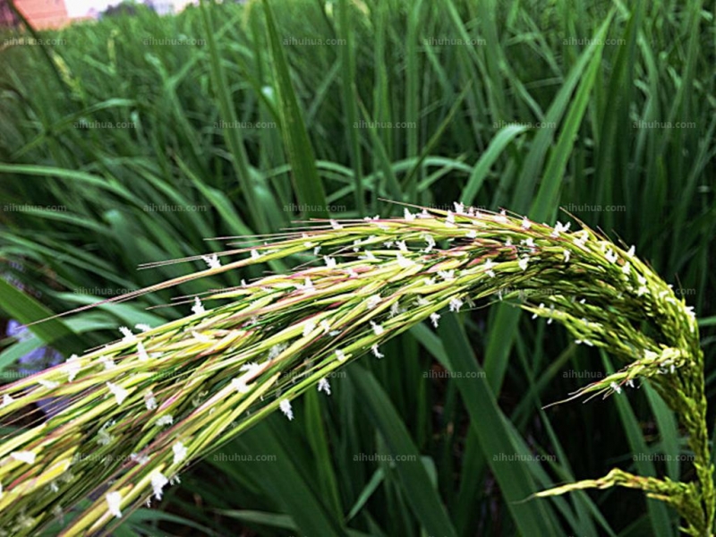 茭白图片