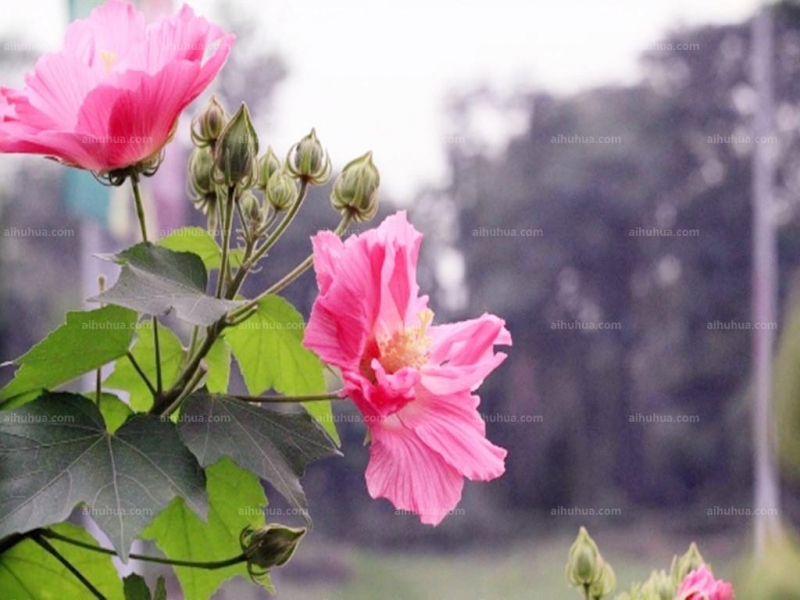 木芙蓉图片