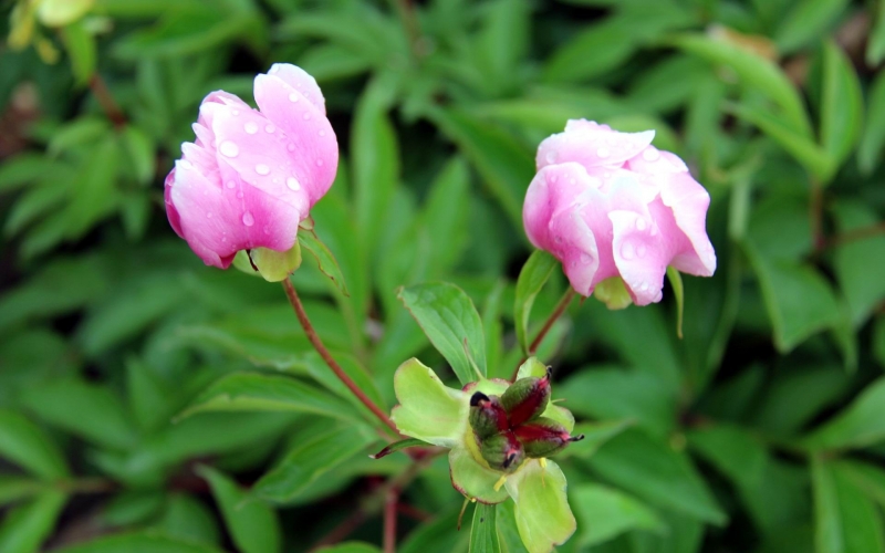 粉色芍藥花圖片