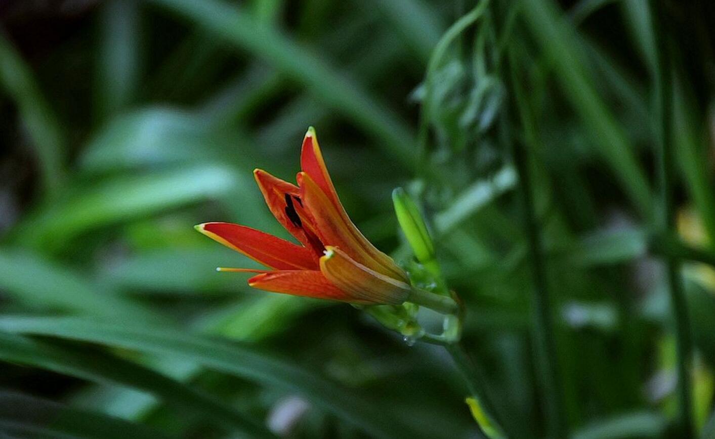 野紅百合圖片