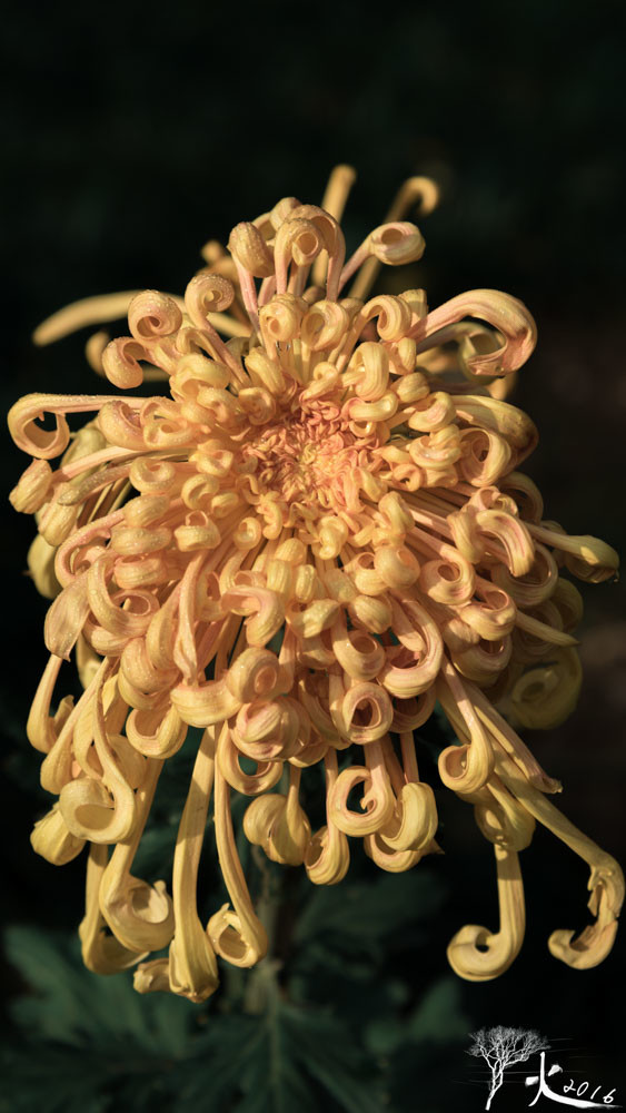 西湖菊花展随拍