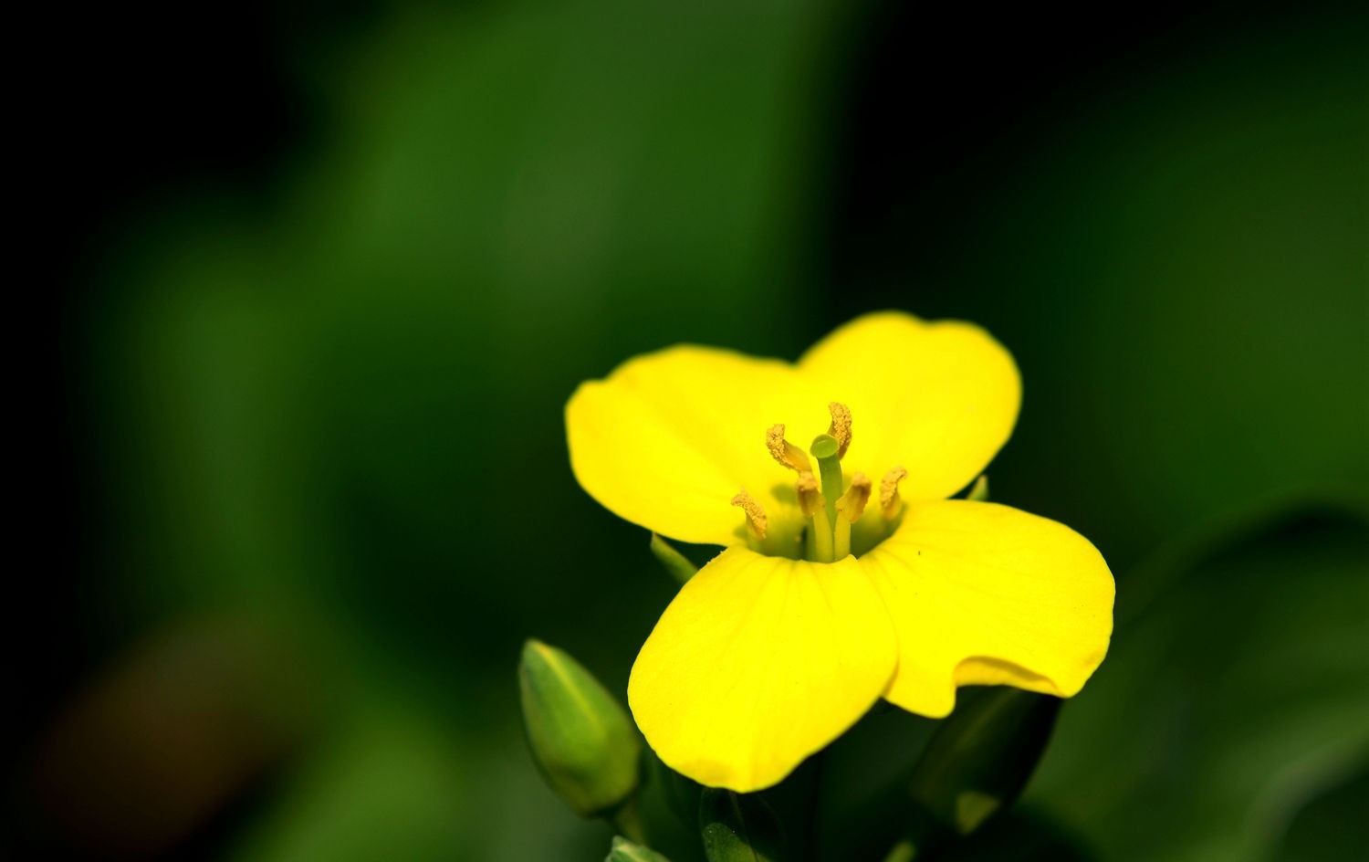 油菜花正黄