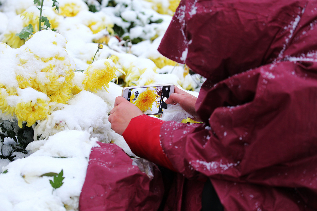 雪中依然坚守的菊花