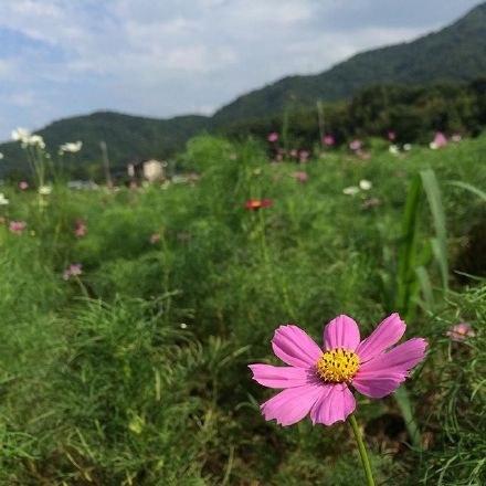 高清的格桑花圖片