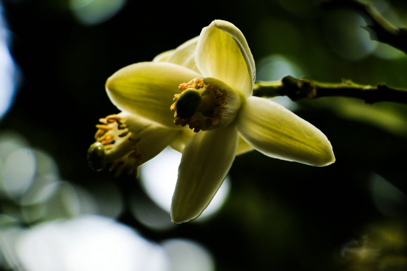 柚子花圖片