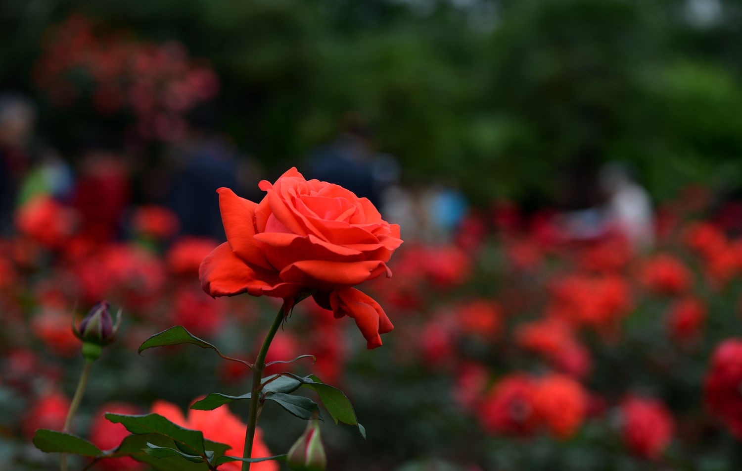 花中的皇后月季花