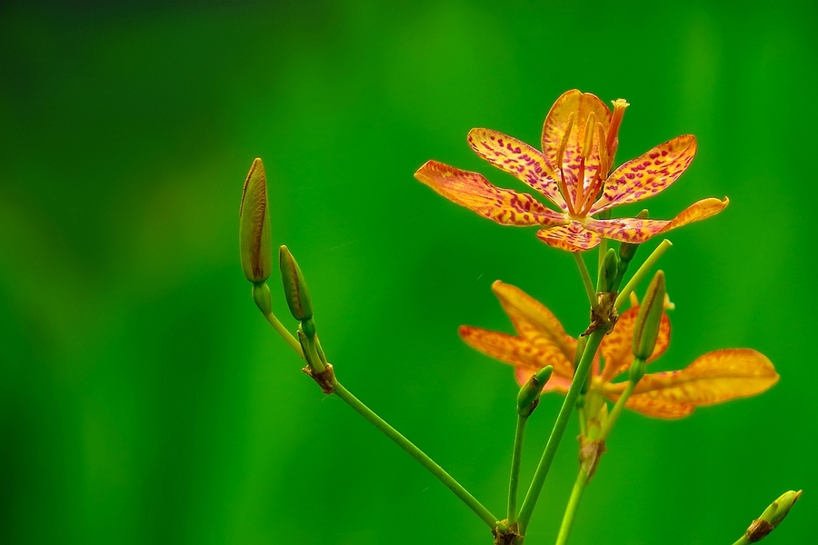 射干花图片