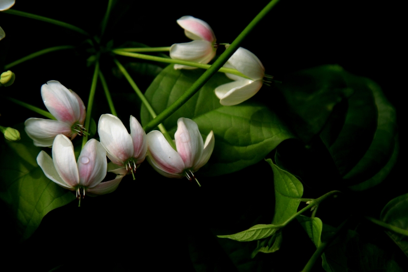 使君子花圖片