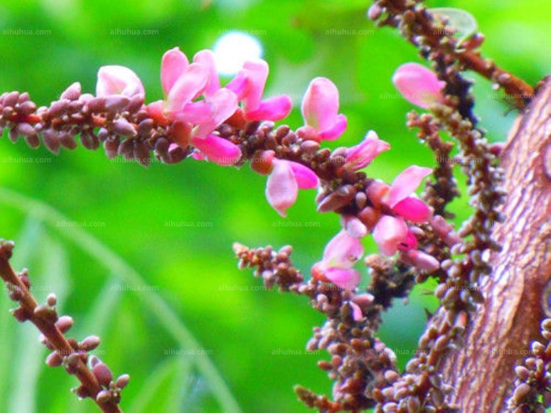 干花豆圖片