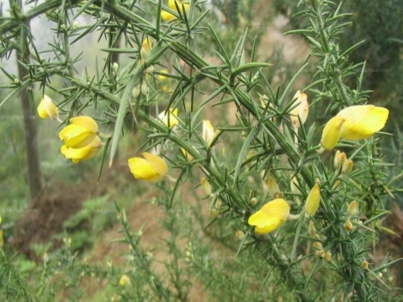 荆豆花图片