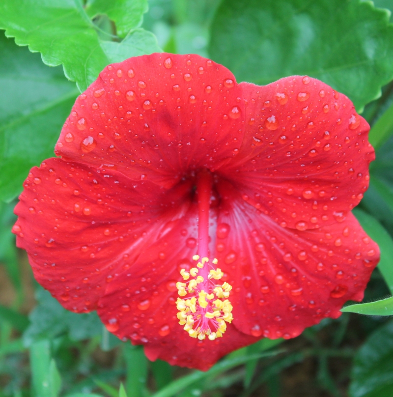 雨后木芙蓉圖片