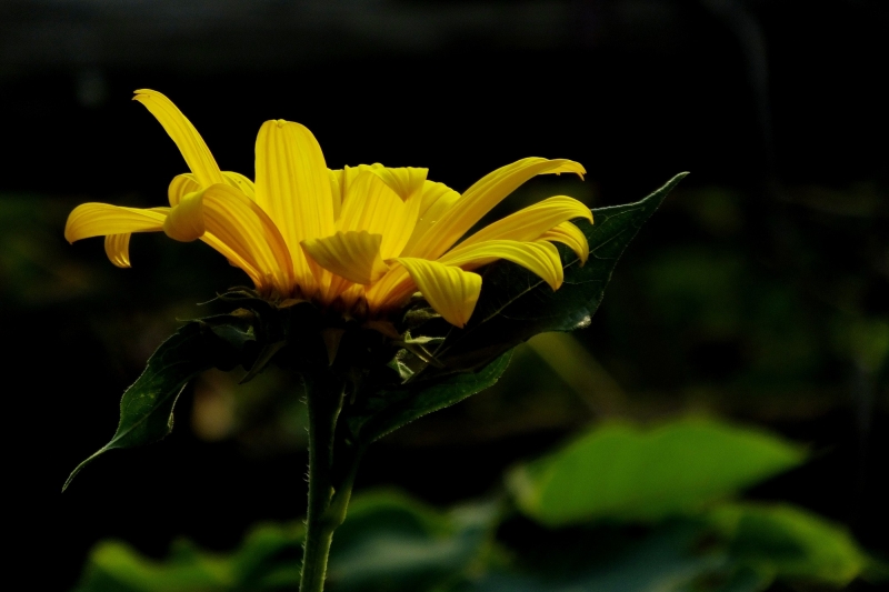 黃色菊芋圖片