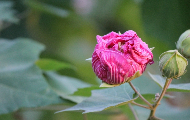 芙蓉花的圖片