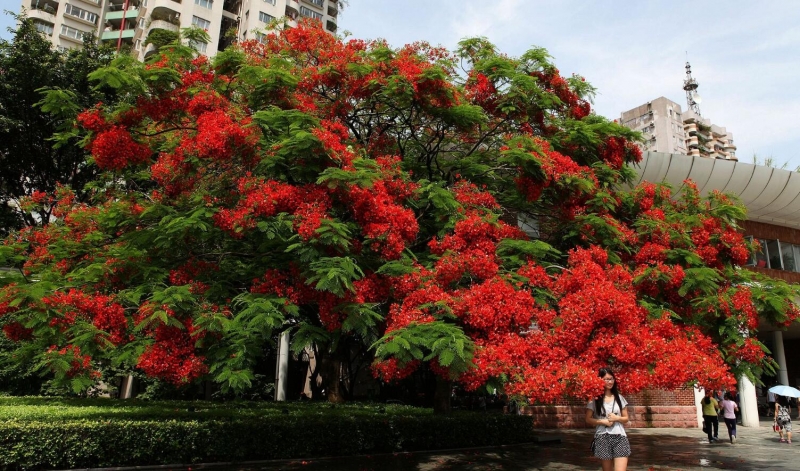 火紅的鳳凰花圖片